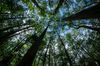 Looking up at blue sky seen through very tall trees at Congaree National Park