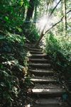 Image of hik trail with railroad tie steps ascending between lush greenery on each side toward sunlight.