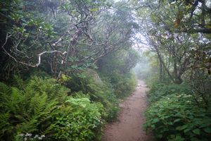A path at Craggy Gardens along the Blue Ridge Pathway in North Carolina
